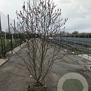 Magnolia loebneri 'Leonard Messel' 80-100 cm met kluit