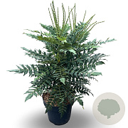 Mahonia media 'Winter Sun' 60-80 cm 12L