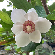 Magnolia sieboldii 40-50 cm met kluit