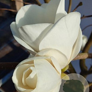 Magnolia soul. 'Lennei Alba' 80-100 cm met kluit