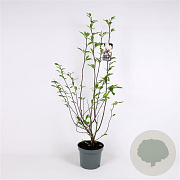 Magnolia soulangeana 100-125 cm met kluit solitair