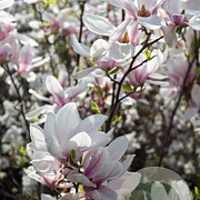 Magnolia soulangeana 50-60 cm met kluit