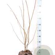 Magnolia soulangeana 60-80 cm met kluit