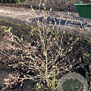 Magnolia st. 'Royal Star' 100-125 cm met kluit