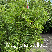 Magnolia stellata 125-150 cm met kluit solitair