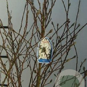 Magnolia stellata 80-100 cm met kluit