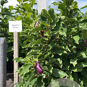 Magnolia 'Susan' 100-125 cm met kluit