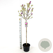 Magnolia 'Susan' 125-150 cm met kluit solitair