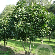 Magnolia 'Susan' 150-175 cm met kluit solitair