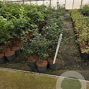 Mespilus germanica 60-80 cm 5,0L