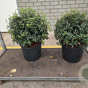 Osmanthus burkwoodii 40 cm 12L bol