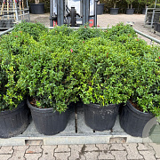 Osmanthus burkwoodii 60 cm container bol