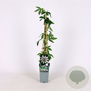 Passiflora 'Damsel's Delight' 70 cm 2,0L