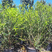 Phillyrea angustifolia 100-125 cm 12L