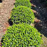 Prunus l. 'Angustifolia' 60 cm met kluit bol