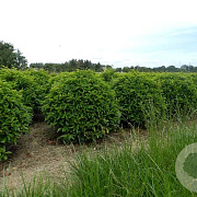 Prunus l. 'Angustifolia' 90 cm met kluit bol