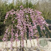 Prunus ser. 'Kiku-shidare' 120 cm stam 12L