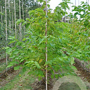 Pterostyrax hispida 60-80 cm 5,0L