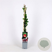 Punica granatum 70 cm 2,0L