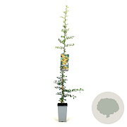 Pyracantha 'Golden Charmer' 80-100 cm 2,5L
