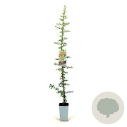 Pyracantha 'Orange Glow' 80-100 cm 2,5L
