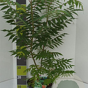 Rhus typhina GM 7,5L