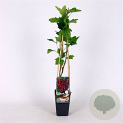 Ribes r. 'Rovada' 70 cm 2,0L