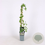 Rubus cockburnianus 70 cm 2,0L