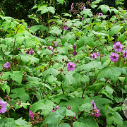 Rubus odoratus 40-60 cm 5,0L