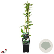 Sambucus nigra 'Haschberg' 70 cm 2,0L