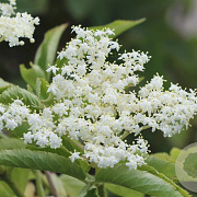 Sambucus nigra 'Korsør' 70 cm 2,0L