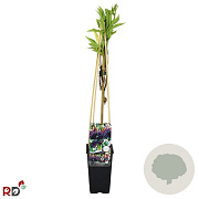 Sambucus nigra 'Korsør' 70 cm 2,0L