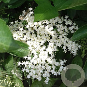 Sambucus nigra 'Sampo' 70 cm 2,0L