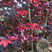 Sycoparrotia semidec. 'Purple Haze' 100-125 cm met kluit solitair