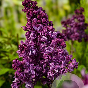 Syringa v. 'Mrs Edward Harding' 125-150 cm 12L