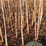 Taxodium distichum 200-225 cm met kluit