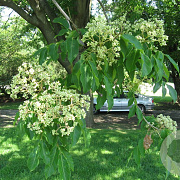 Tetradium daniellii hupehensis 60-80 cm met kluit