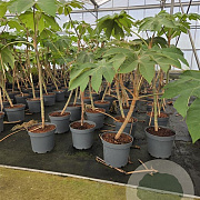 Tetrapanax papyrifer 'Rex' 60-80 cm 7,5L