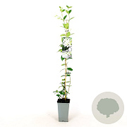 Trachelospermum jasminoides 80-100 cm 2,5L