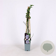 Vaccinium c. 'Bluegold' 70 cm 2,0L