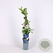 Vaccinium c. 'Bluejay' 70 cm 2,0L