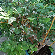 Vaccinium c. Blue Suede 70 cm 2,0L
