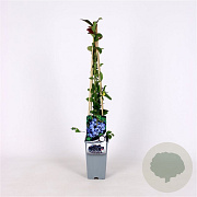 Vaccinium c. 'Duke' 70 cm 2,0L