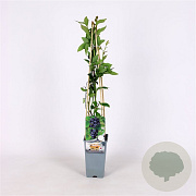 Vaccinium c. 'Jersey' 70 cm 2,0L