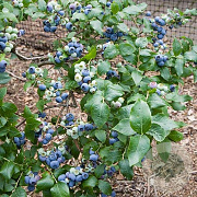 Vaccinium c. 'Northland' 70 cm 2,0L