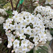 Viburnum burkwoodii 125-150 cm met kluit