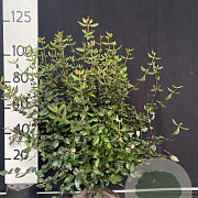 Viburnum burkwoodii 125-150 cm met kluit