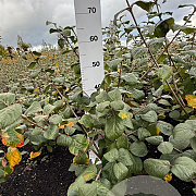 Viburnum carlcephalum 50-60 cm met kluit