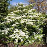 Viburnum plic. 'Mariesii' 60-80 cm met kluit