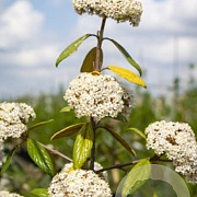 Viburnum 'Pragense' 60-80 cm met kluit